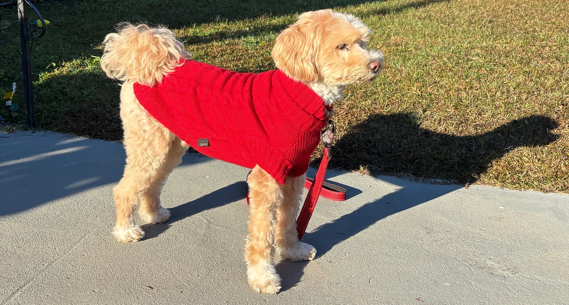 Quince dog sweater review: Dog Wearing cashmere sweater