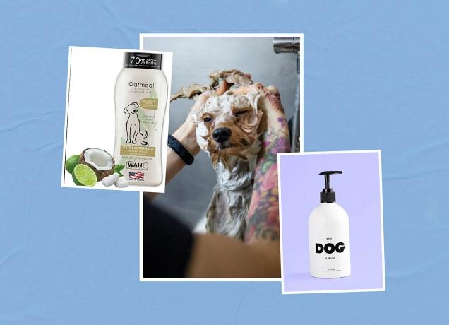 Dog shampoos for dry skin: Collage of pet washing