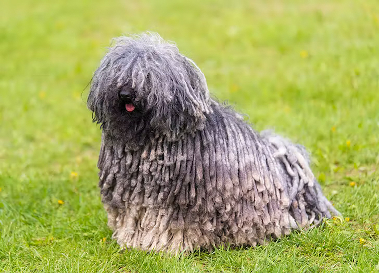 9 Shaggy Dog Breeds That Are Balls of Fluff