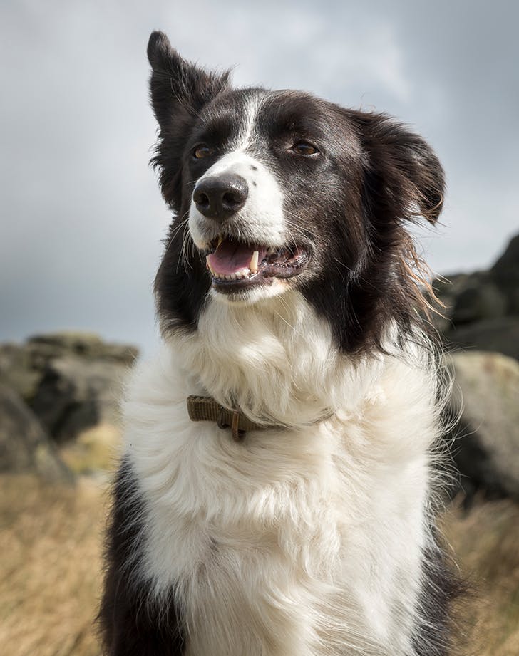 border collie hot weather