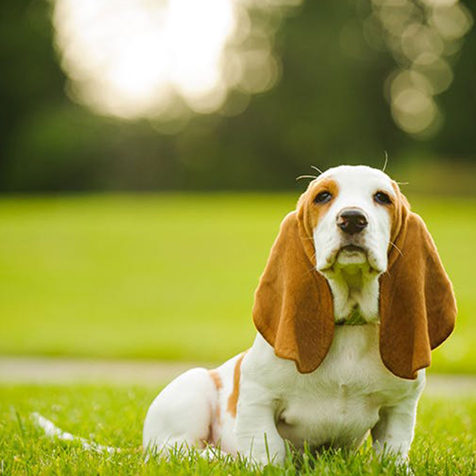 The 13 Best Dogs for First-Time Owners