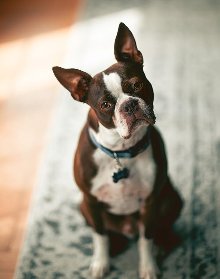 are boston terriers lap dogs