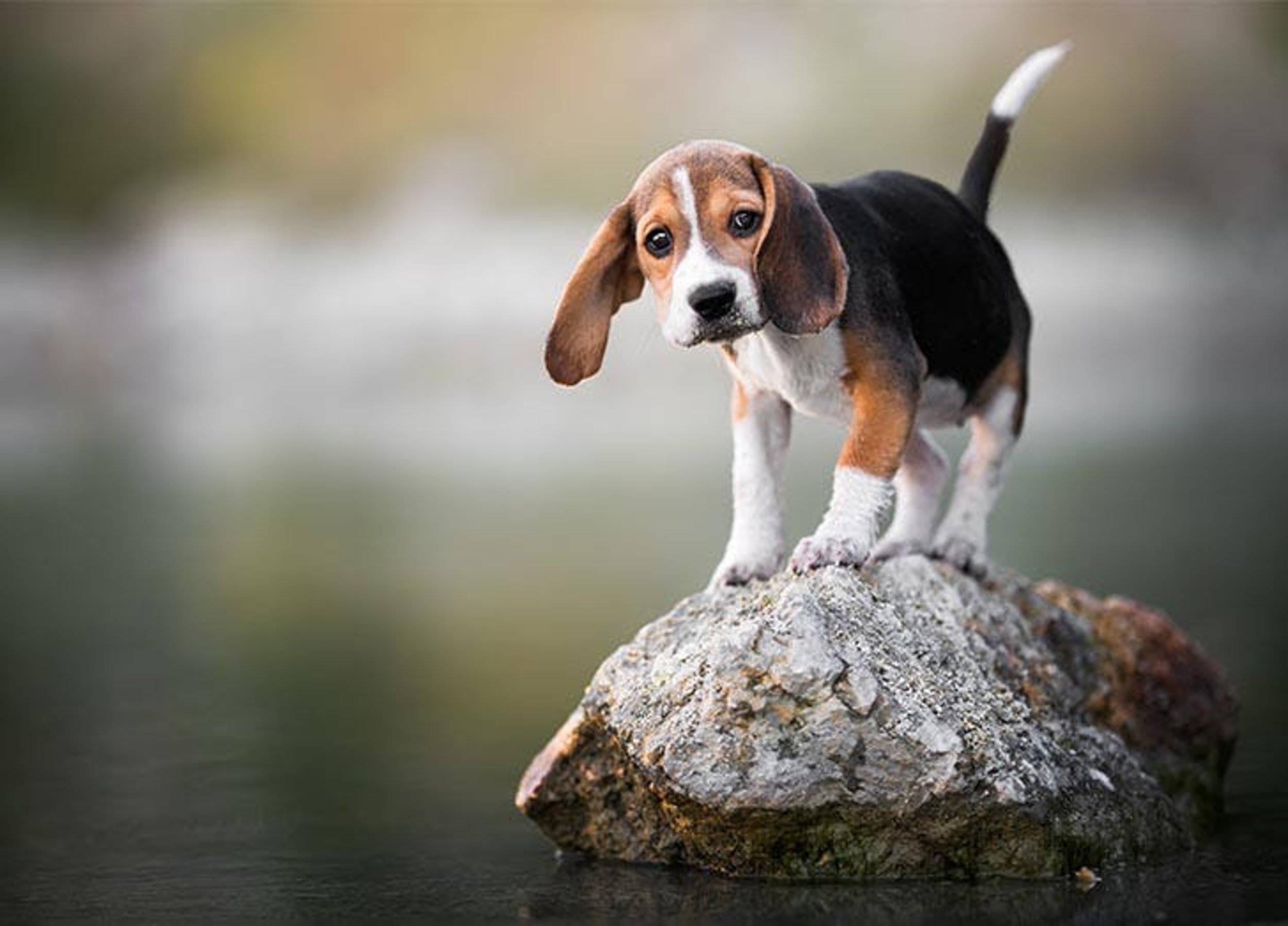 beagle shedding