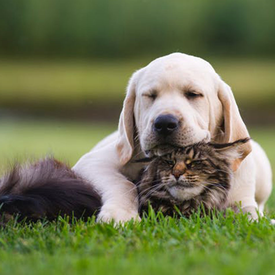 9 Dogs That Get Along with Cats