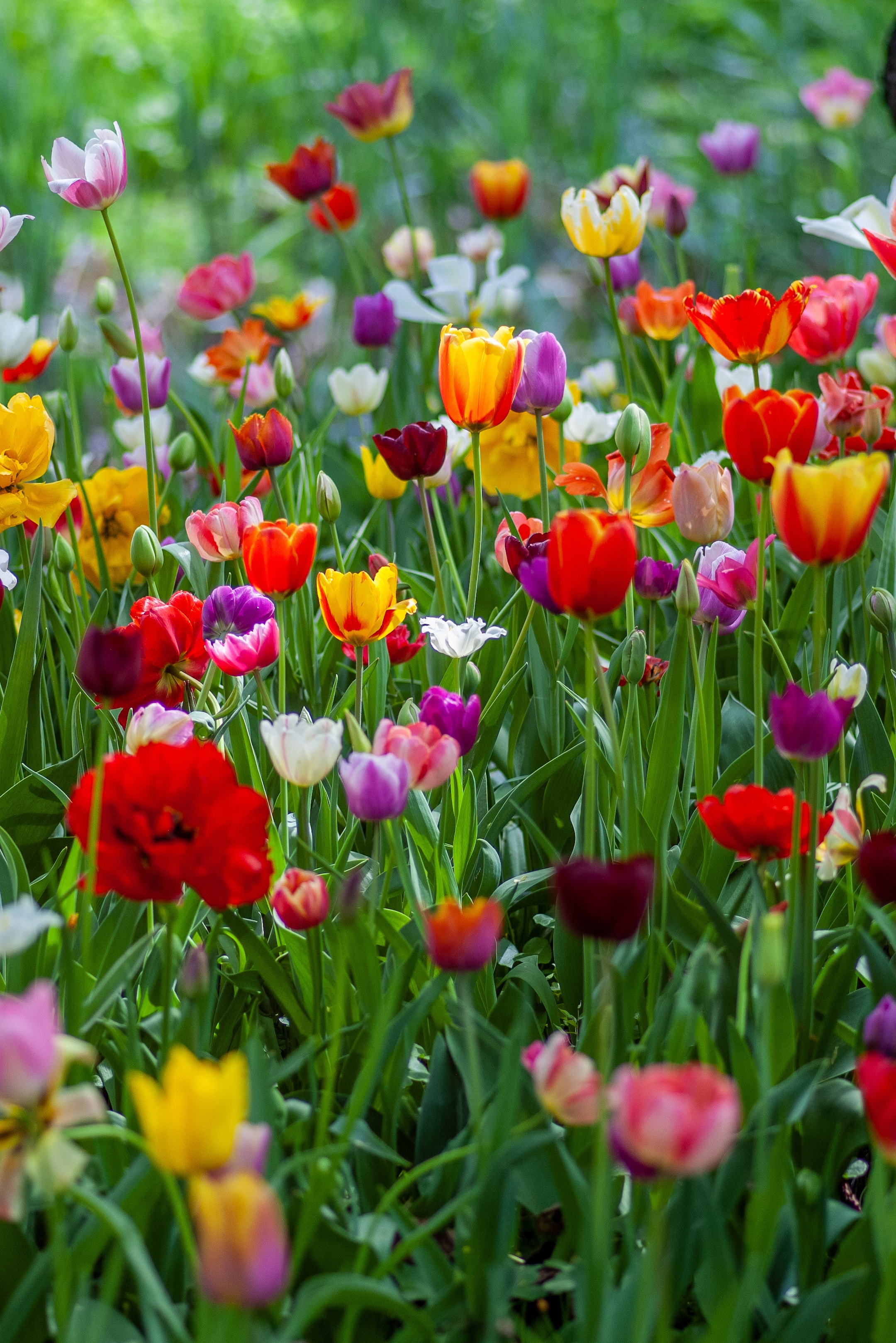 8 Early Blooming Spring Flowers to Know