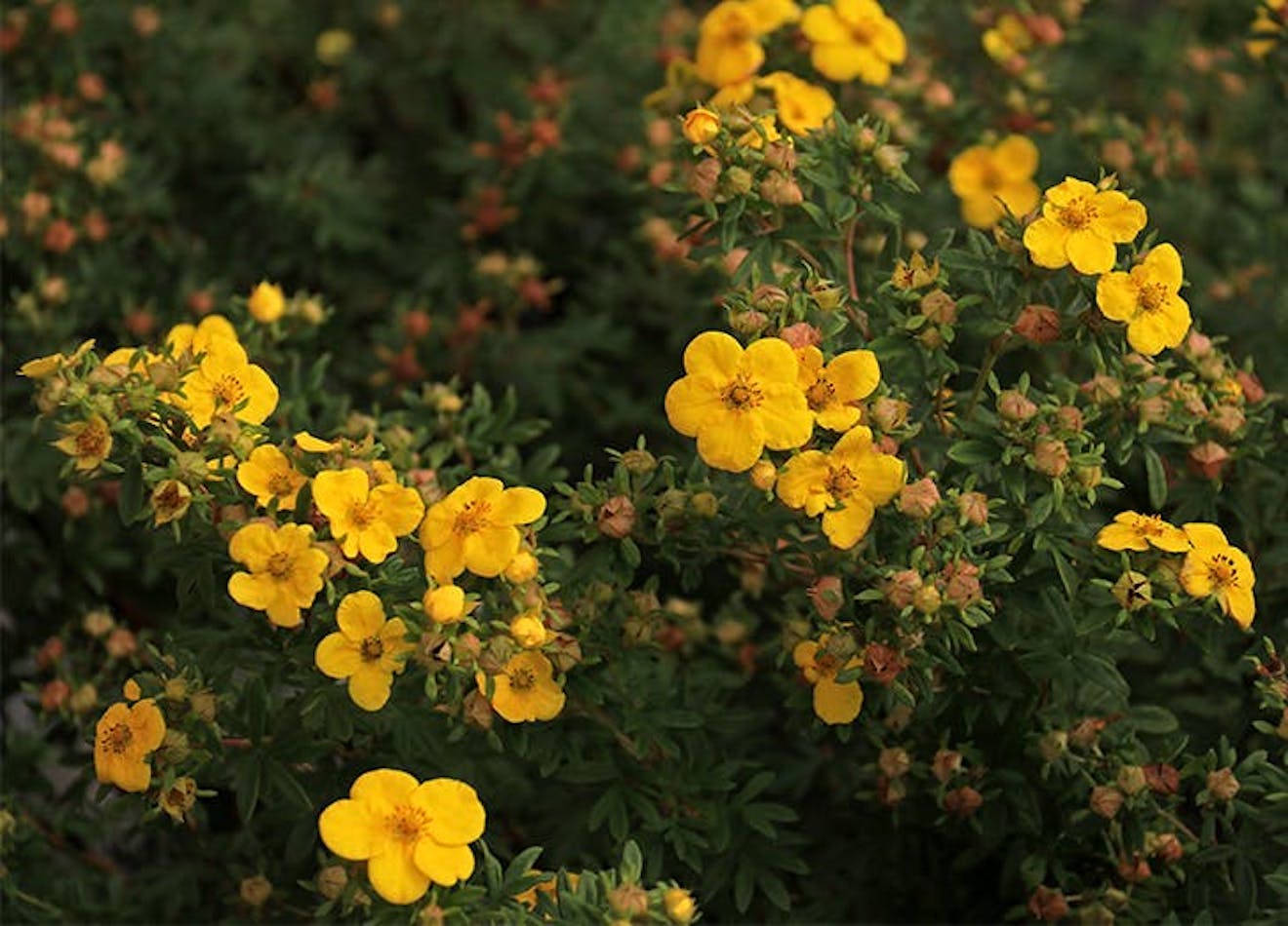 5 Flowering Shrubs That Bloom All Summer