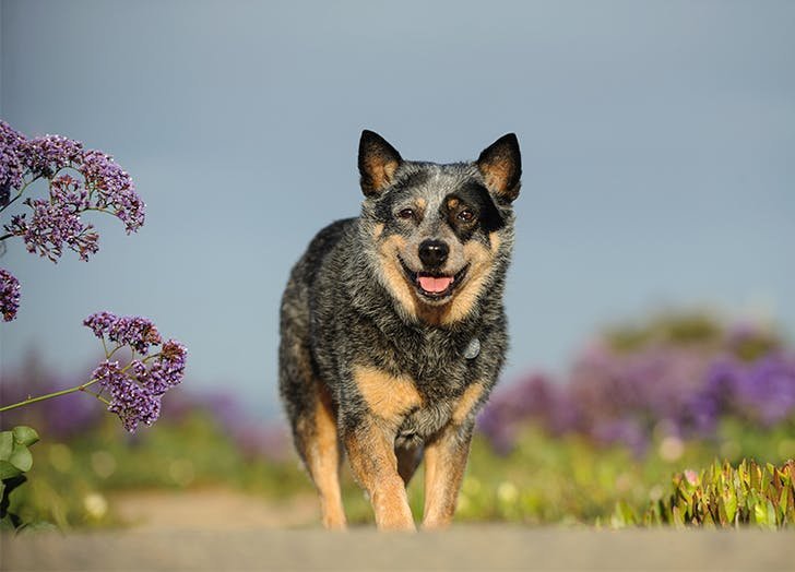 High-Energy Herding Dog Activities