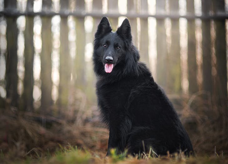 High-Energy Herding Dog Activities