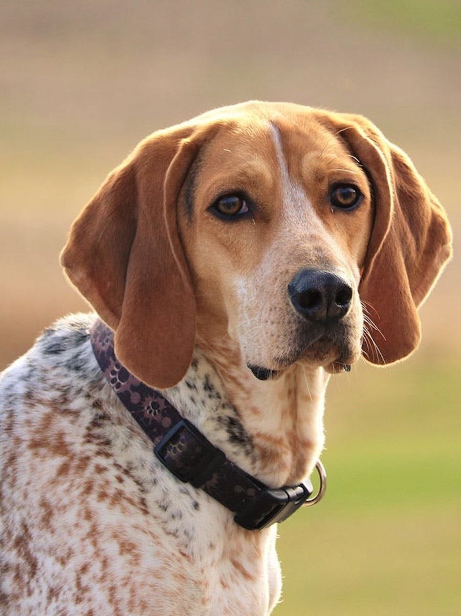 are hound dogs good family pets