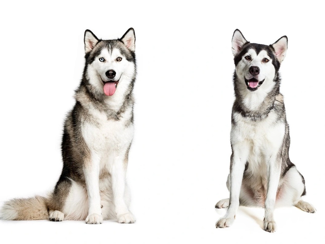 8 Identical Dog Breeds People Often Confuse