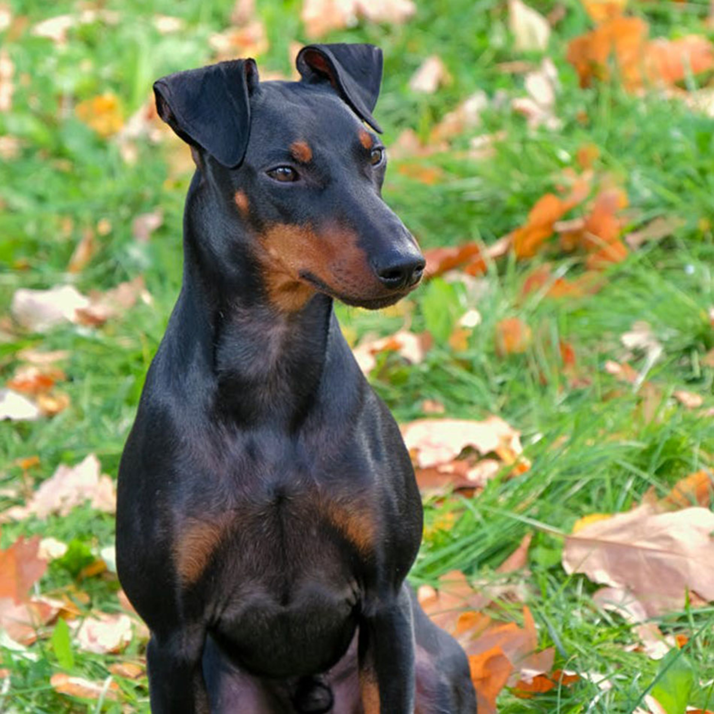 a patient dog eats the fattest bone