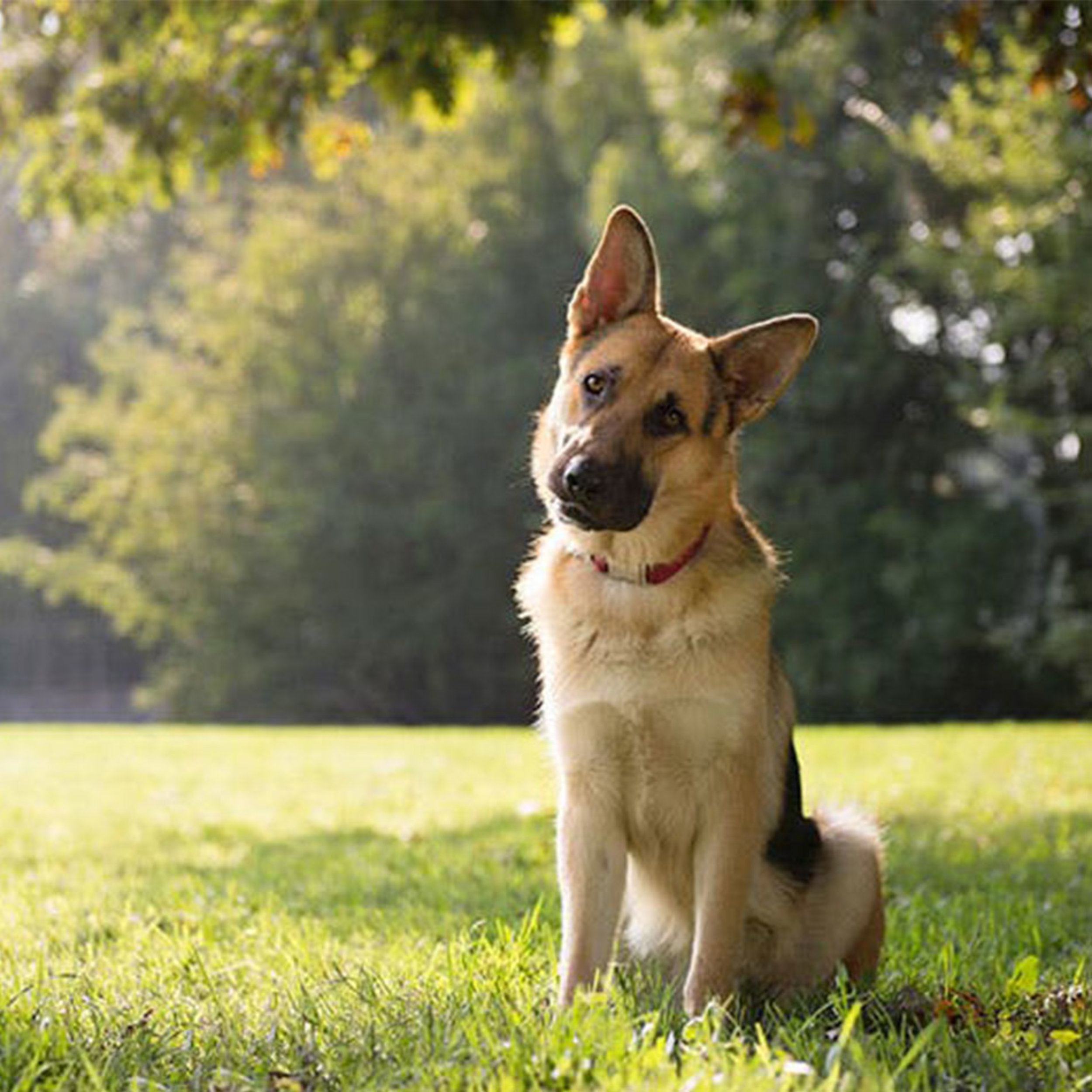 The 15 Smartest Small Dog Breeds