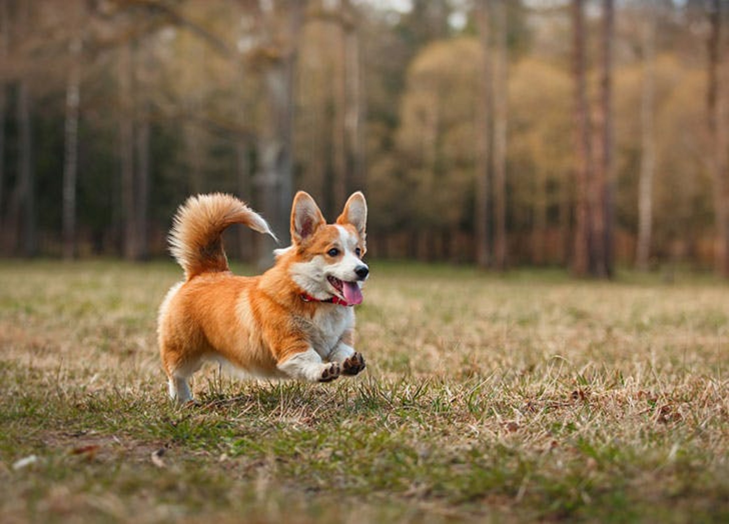 15 of the Smartest Dog Breeds