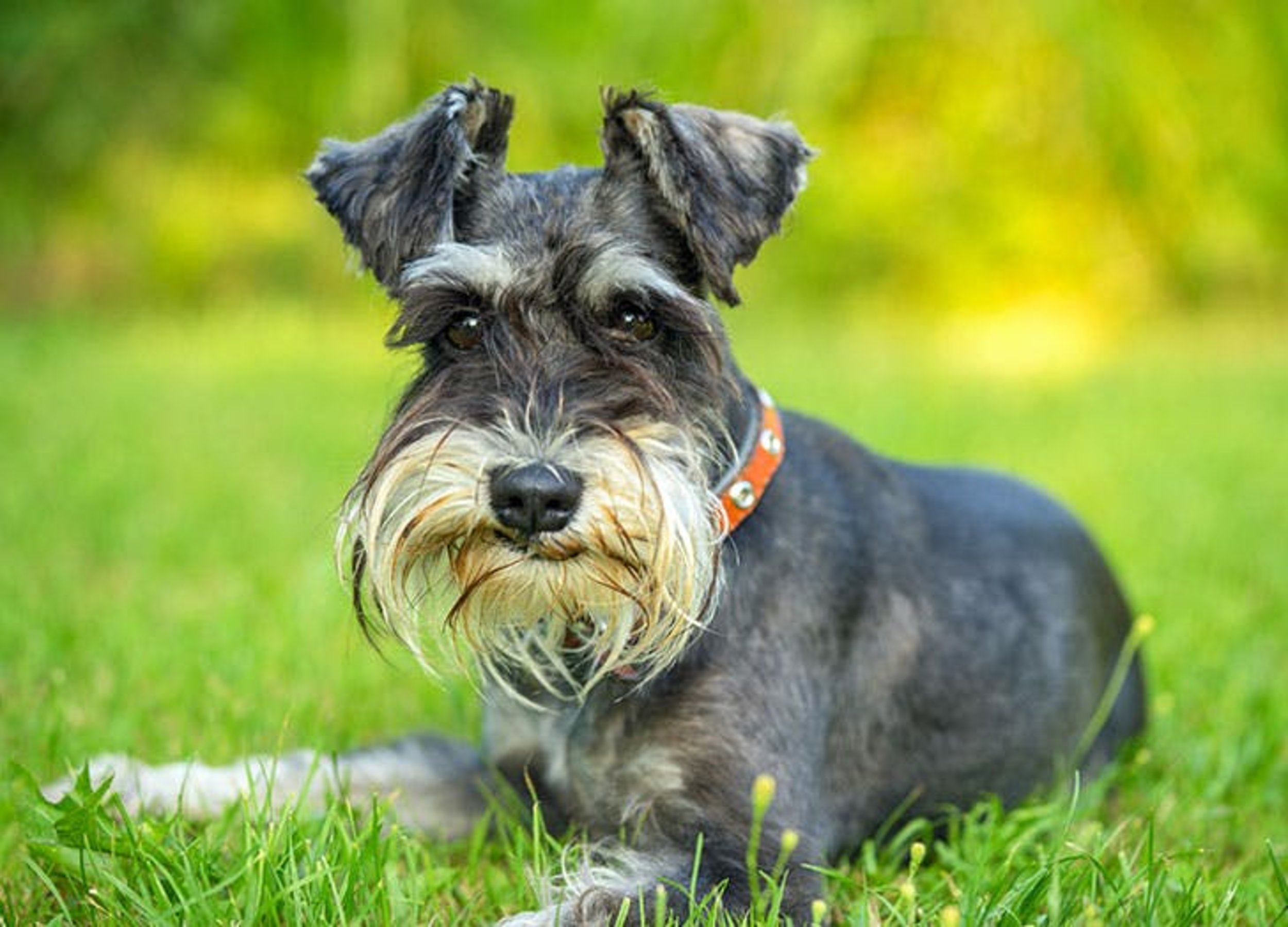 15 of the Smartest Dog Breeds