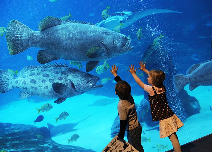 The 10 Best Aquariums in the U.S.