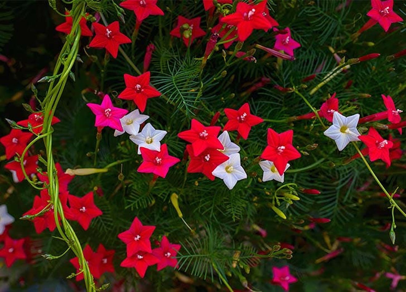 The 10 Best Climbing Plants for Your Garden