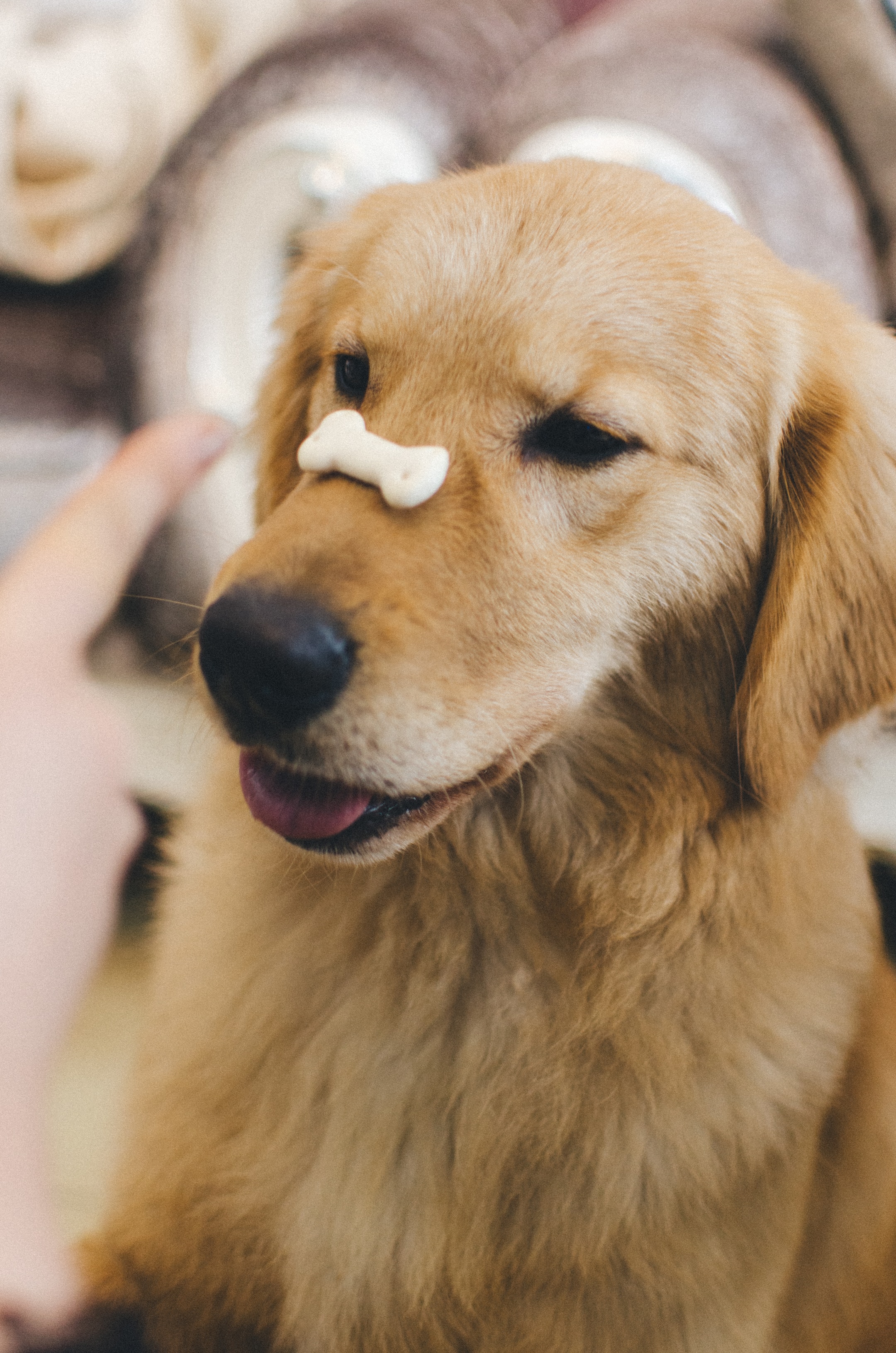 Golden retriever puppy sales treats