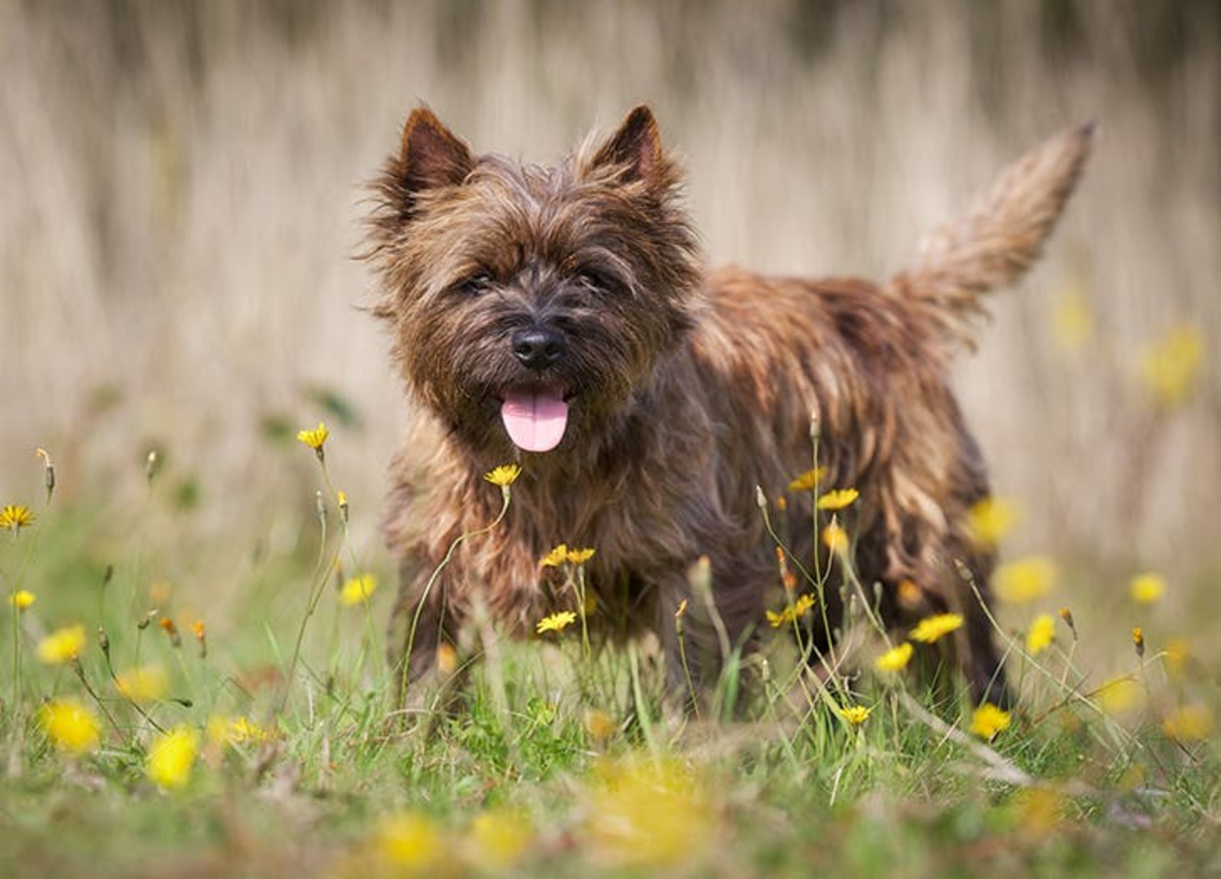 Terrier apartments sales