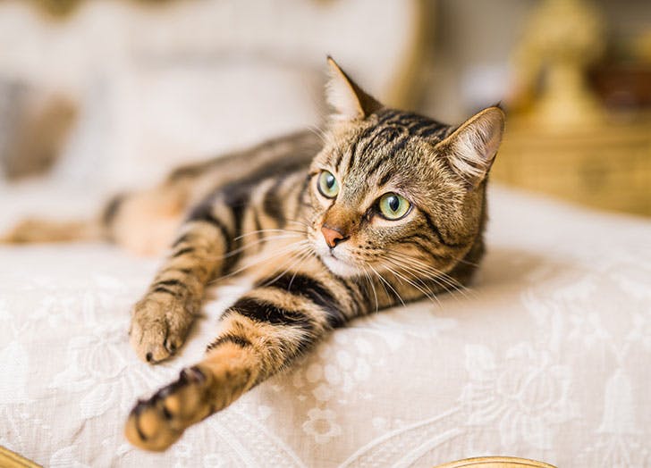 The Friendliest Cat Breeds That Make Great Pets