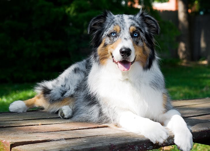 Australian Shepherd: Dog Facts, Breed Information and Care Tips - Dogslife.  Dog Breeds Magazine