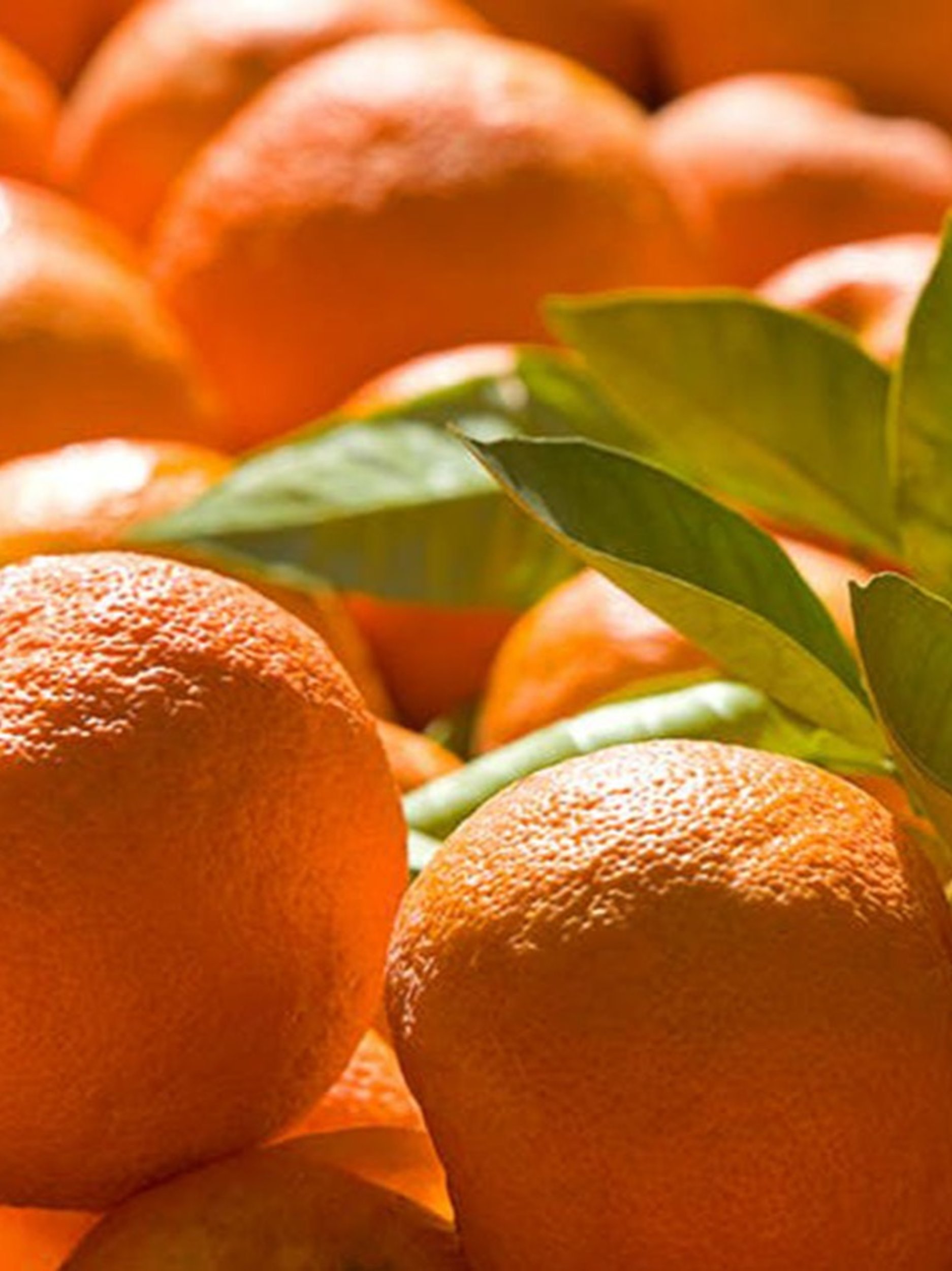 https://www.purewow.com/stories/types-of-oranges-you-need-to-know/assets/21.jpeg