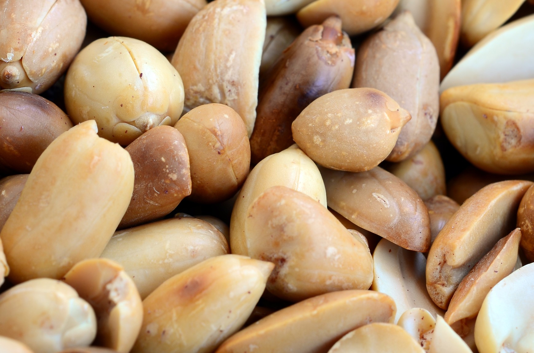 Pine nuts clearance bad for dogs